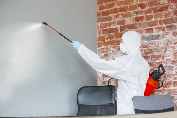Best Mold Prevention Services  in Nokomis, IL