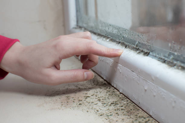 Best Biohazard Mold Removal  in Nokomis, IL