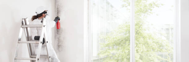 Best Post-Construction Mold Inspection  in Nokomis, IL